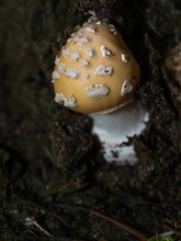 Amanita Gemmata Fungus In A Dark Background