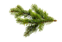 Fir Tree Branch Isolated On White