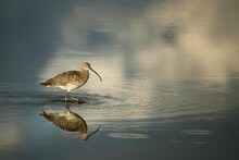 Curlew In The Water In The Last Light Of The Evening