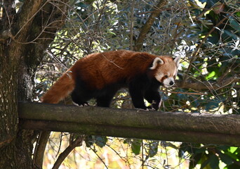 Wall Mural - red panda bear climbing tree