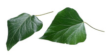 Devil's Ivy Leaf Isolated White, Clipping Path 