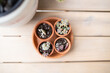 © Austockphoto - four different succulent plants and each placed in a brown pot