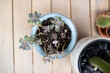 © Austockphoto - Close up shot of a ghost-plant in a small blue pot