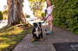 © Austockphoto - girl holding a scooter with her pet dog on a leash on the sidewalk with a big tree