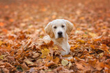 Fototapeta Pokój dzieciecy - dog puppy golden retriever labrador 4 months old in the autumn park for a walk in yellow leaves