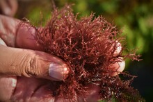 Photo Of Red Seaweed In The Hand