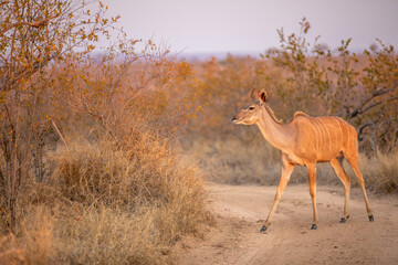 Wall Mural - a female greater kudu ( tragelaphus strepsiceros) in beautiful morning light, timbavati game reserve