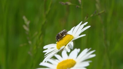 Wall Mural - One beetle collects nectar and pollen on daisies.