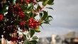 canvas print picture Holly bush with Red Berries 