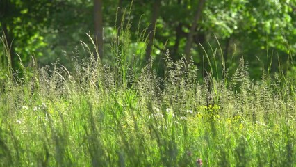 Wall Mural - Spikelets of plants sway in the wind in the meadow.