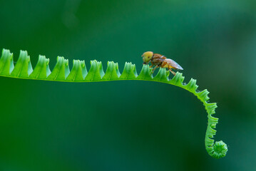 Wall Mural - A yellow spot eyed hoverfly on the spike of the fern with bokeh background 
