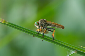 Wall Mural - Close up of a robber fly asilidae eating a rice ear bug on a grass with bokeh background 