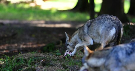 Canvas Print - a european wolf family is in the forest
