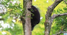 An American Porcupine Climbs A Tree