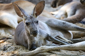 Wall Mural - The kangaroo is stay and eat grass in garden