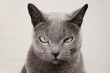 Angry displeased cat. Portrait of irritated, annoyed Russian blue cat on a white background