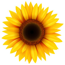 Sunflower Yellow Flower Isolated, 3d Icon Illustration.