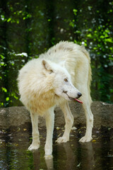 Sticker - portrait of adult arctic wolf 