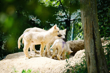 Wall Mural - baby arctic wolf portrait