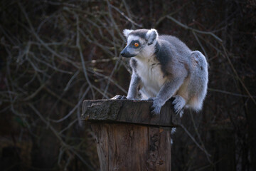 Sticker - lemur on the grass