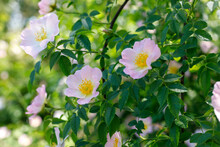 Close Up Of A Dog Rose, Rosa Canina, With Green Leaves In Summer