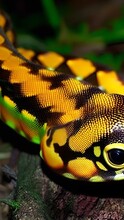 Green Python Snake