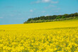 Mustard seed in bloom in France