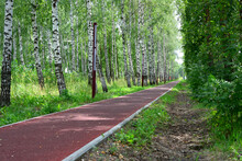 Running Track Isolated In The Park With Birch Trees, Close-up
