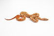 Boa imperator or boa constrictor imperator, snake reptile on white background