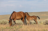 Fototapeta  - Wild Horse Mare and Foal in Wummer in the Wyoming Desert
