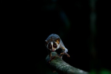 Wall Mural - Closeup of lemur loris crawling on a big branch in the night on dark blurry background