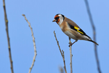 Canvas Print - Stieglitz, Distelfink // European Goldfinch (Carduelis carduelis)