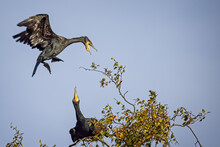 Close Up Of Cormorant Coming Into Land On Tree Top With Wings Braced And Beak Open, Threatening Perched Cormorant