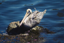 Pelican Resting On A Rock