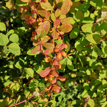 Common Barberry With Unripe Yellow Berries