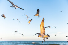 Closeup Flock Of Seagulls Birds Fighting Flying At Myrtle Beach, South Carolina City By Atlantic Ocean Water, Swarming In Flight In Sky