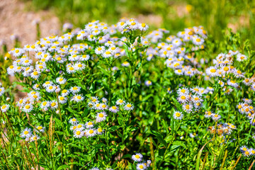 Macro closeup of alpine wild daisy flowers wildflowers on rocky soil ground in Utah hiking trail in mountains