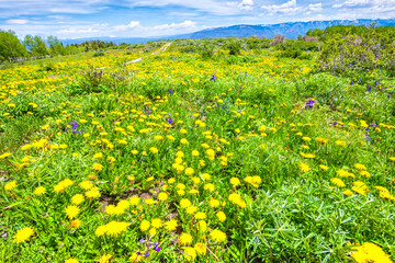 Wide angle closeup view of yellow dandelion wildflowers field meadow by Thomas Lakes hiking trail in Mt Sopris, Carbondale, Colorado