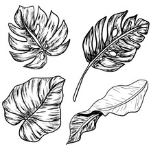 Four Tropical Leaves Lineart Black White Set
