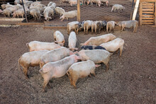 Pigs Feeding In Pens On A Rural Pig Farm Of Rural Namibia.