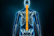 Spine or vertebral column x-ray posterior view. Osteology of the human skeleton, back bones 3D rendering illustration. Anatomy, medical, science, biology, healthcare concepts.