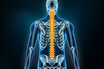 spine or vertebral column x-ray posterior view. osteology of the human skeleton, back bones 3d rende