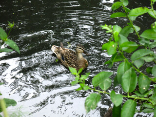 Wall Mural - ducks swim in the spring in a ditch with ducklings