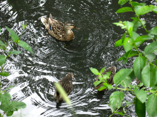 Wall Mural - ducks swim in the spring in a ditch with ducklings