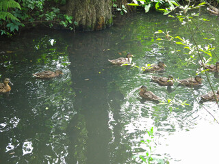 Wall Mural - ducks swim in the spring in a ditch with ducklings