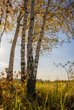 Fototapeta Fototapety z widokami - Drzewo brzoza w jesiennych barwach. Jesienny krajobraz. 