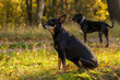 Dwa czarne psy na spacerze, jesienny las, zielona trawa. 