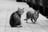 Fototapeta Koty - Beautiful shot of some stray cats on the streets of Belarus in grayscale