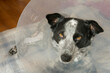 Spotted black and white dog wearing a transparent plastic medical cone to prevent her from licking a surgery wound, with bandage visible on the background