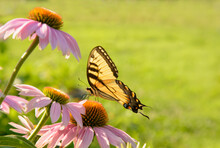Eastern Tiger Swallowtail Butterfly Feeding On A Purple Coneflower In Morning Sun